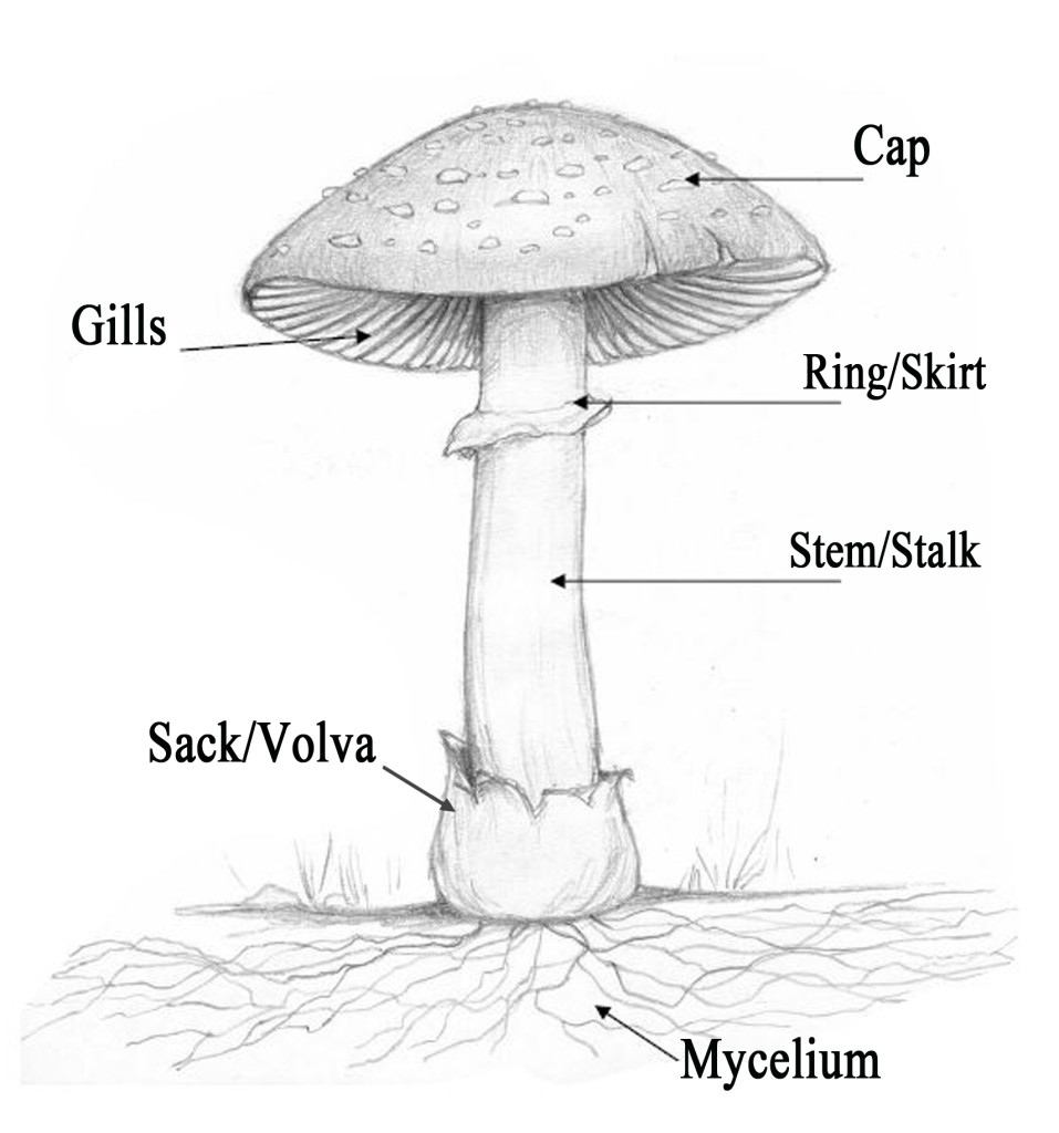 Mushroom Identification Basics - Yellow Elanor