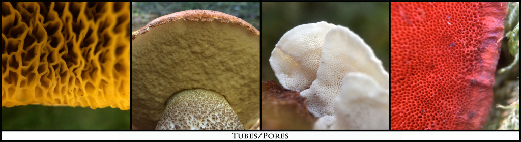 Tubes_Pics