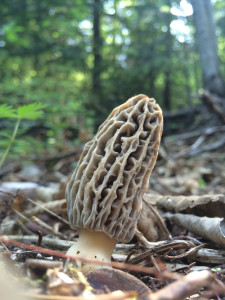 Blonde Morel