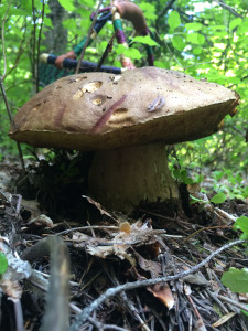 Bolete Basket