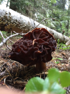 Gyromitra