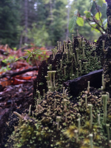 Lichen Cups