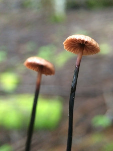 Marasmius