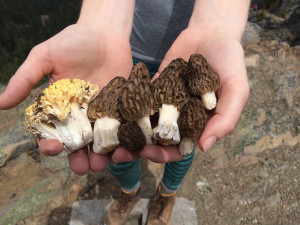 Mother's Day Morels