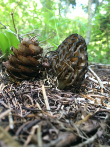 Pinecone Morel