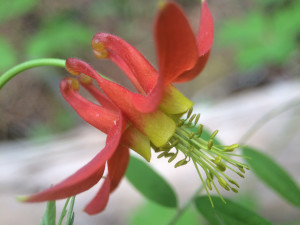 Columbine