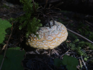 Drying Amanita