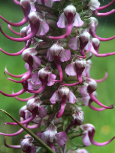 Elephant Head Flower