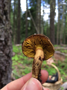 Gilled Bolete