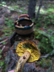 Gilled Bolete Bruised