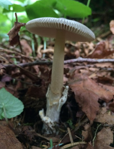 Grey Amanita