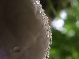 Guttation on a polypore