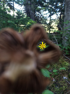 Through the mushroom gills