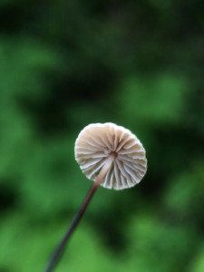 Marasmius 