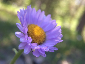 Purple Spring Flower