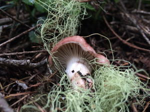 Rosy Gomphidius