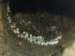 Slime Mold inside a log