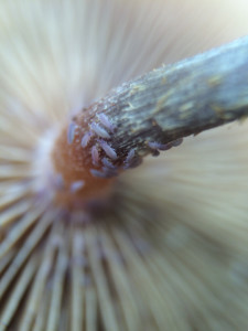 Springtails on gills