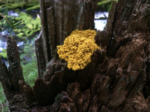 Yellow Slime Mold