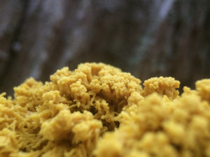 Yellow Slime Mold Close