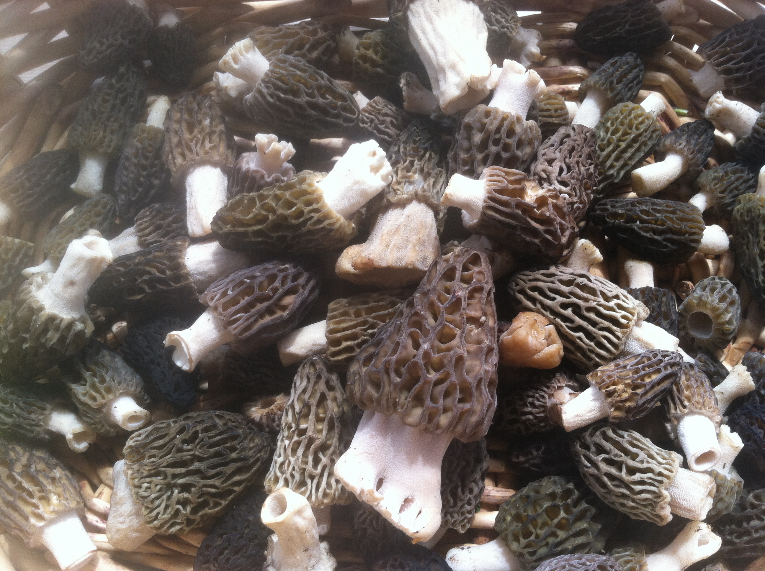 Photo Gallery: Morel Mushroom Madness!