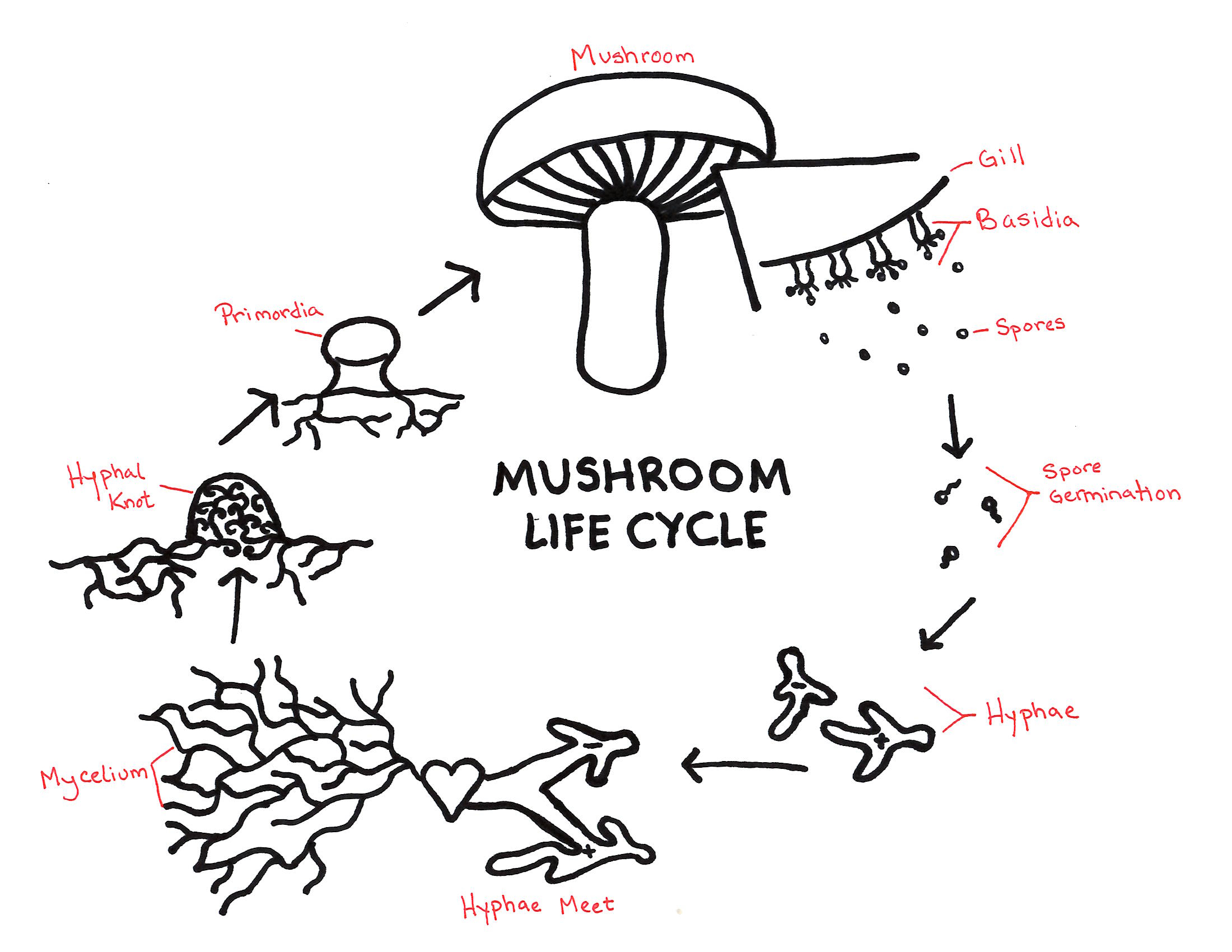 Mushroom Life Cycle - Yellow Elanor diagram of spores 